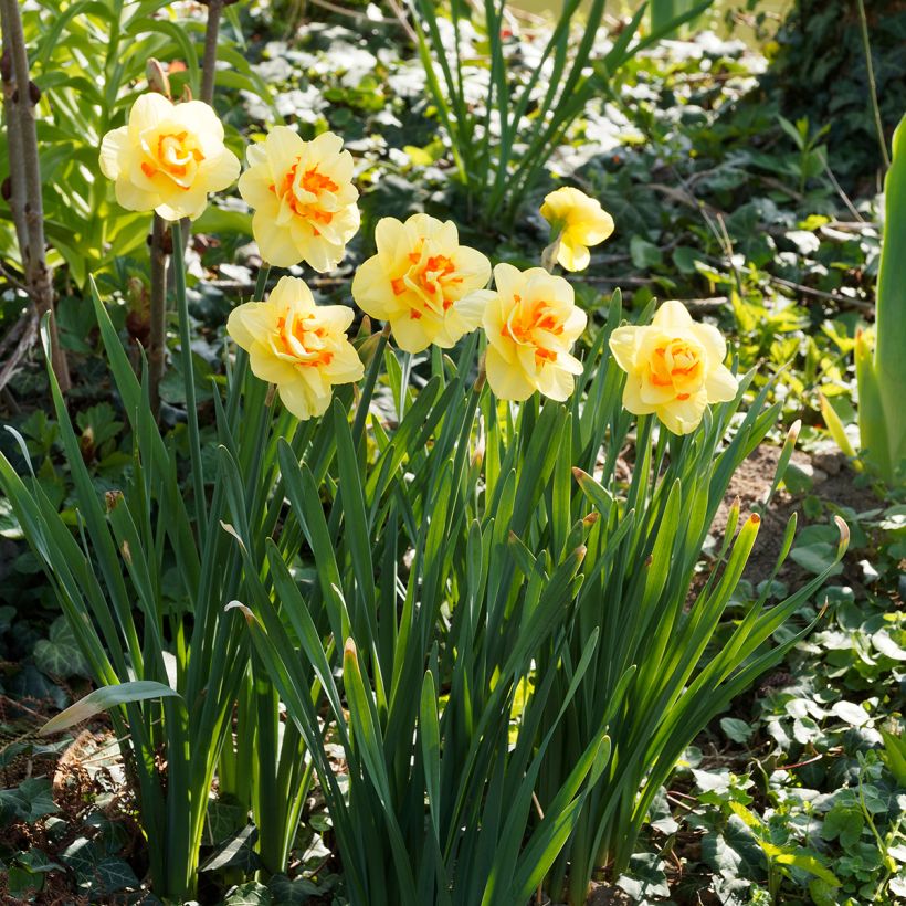 Narcissus Tahiti (Hafen)