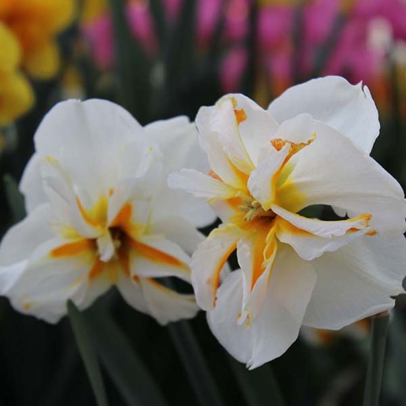 Narcissus Trepolo (Blüte)