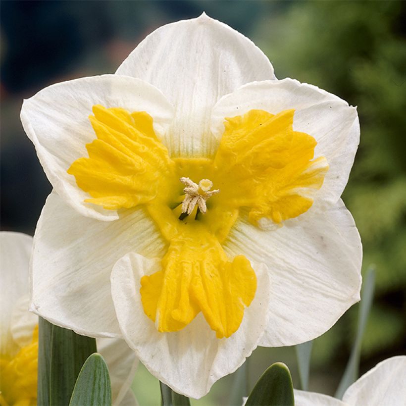 Narcissus Tricollet (Blüte)