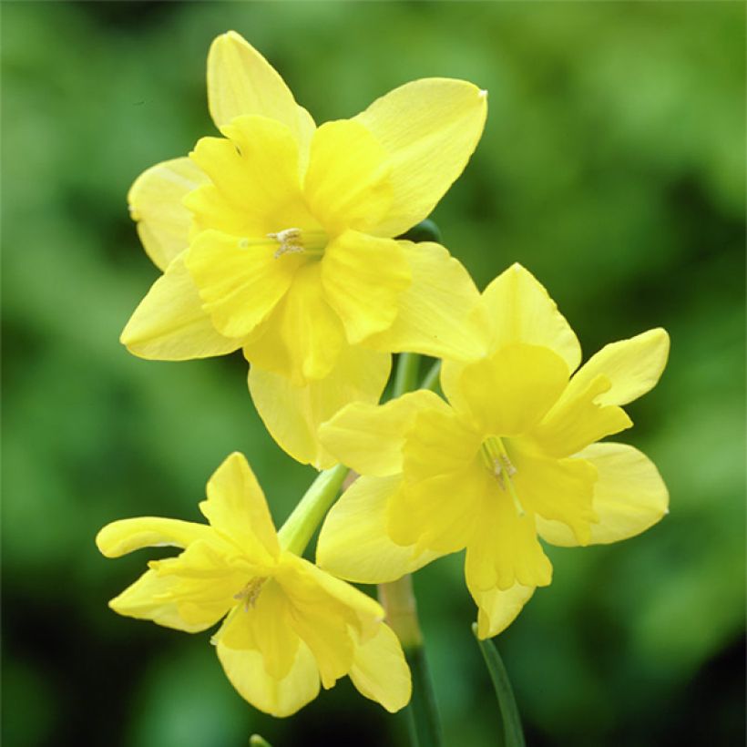 Narcissus Tripartite (Blüte)