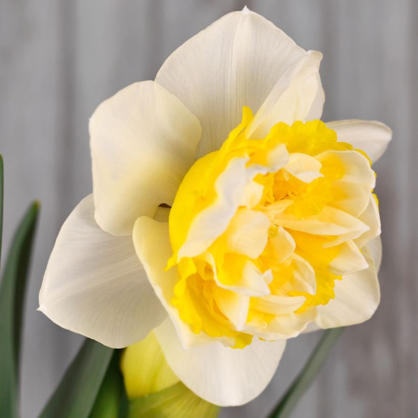 Narcissus Westward (Blüte)