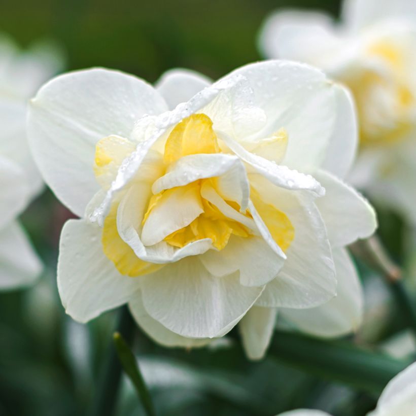 Narcissus White Lion (Blüte)