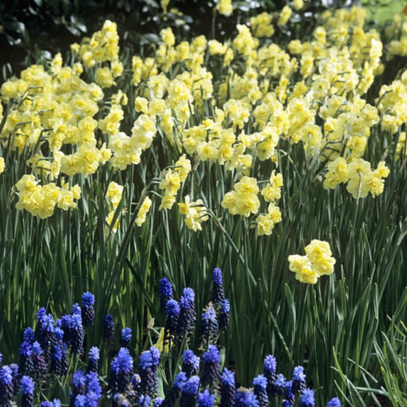 Narcissus Yellow Cheerfulness (Hafen)