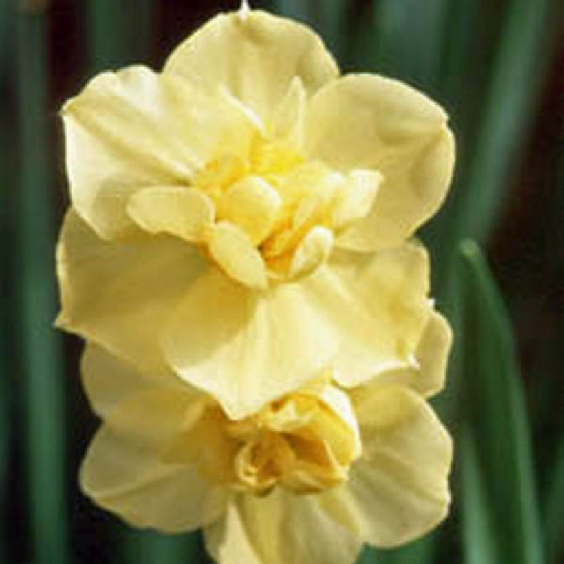 Narcissus Yellow Cheerfulness (Blüte)