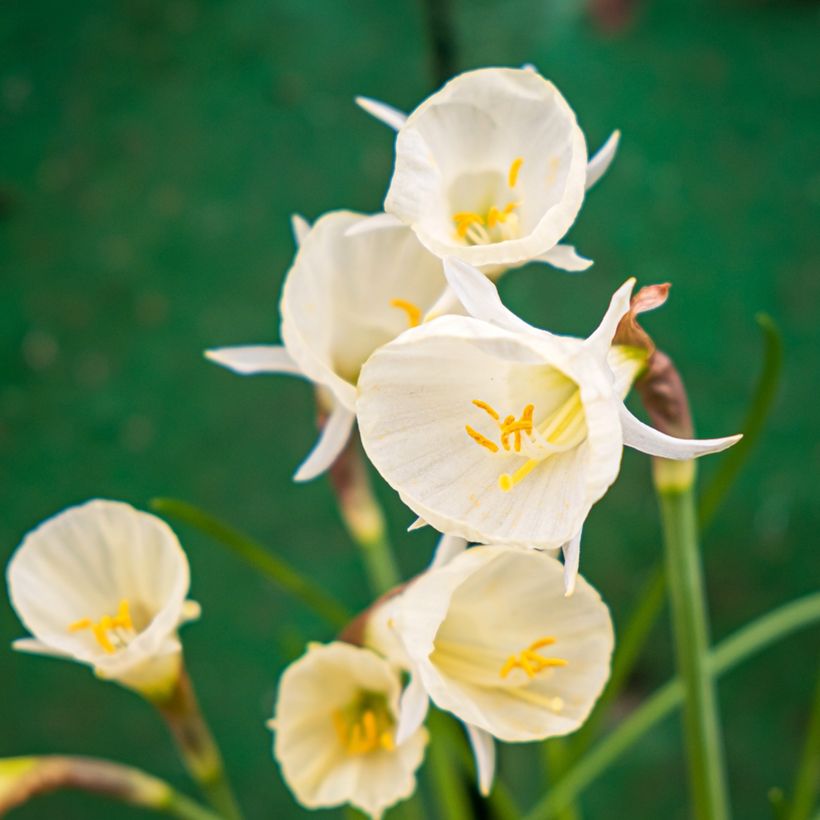 Narcisse bulbocodium Arctic Bells (Blüte)