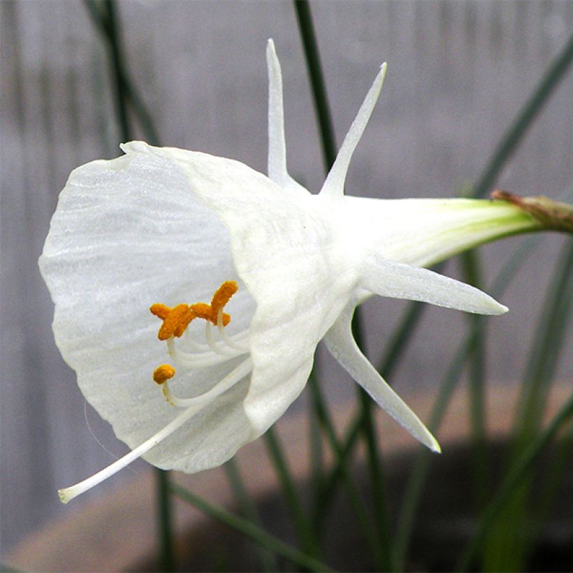 Narcissus bulbocodium Cantabricus (Blüte)