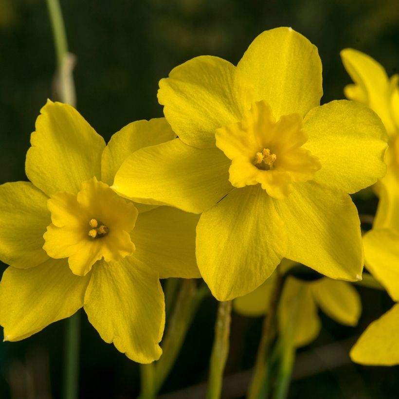 Narcisse fernandesii var. cordubensis (Blüte)