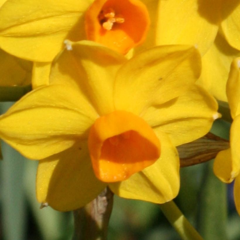 Narcissus tazetta Grand Soleil d Or (Blüte)