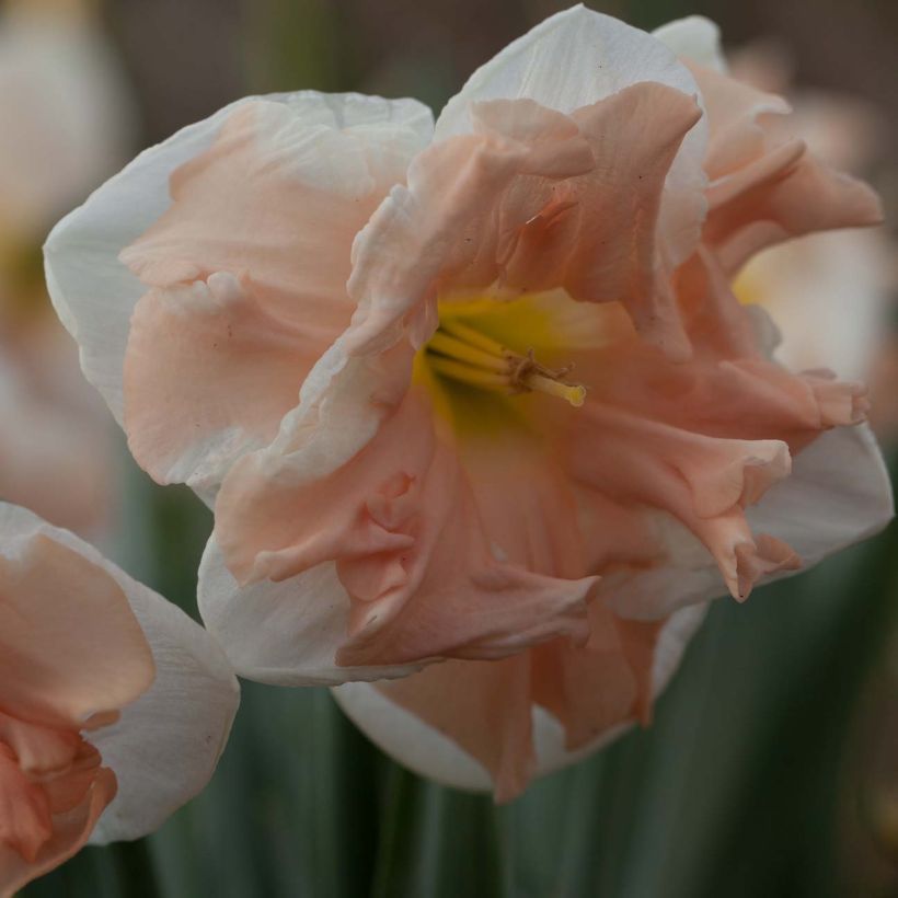 Narcissus Apricot Whirl (Blüte)