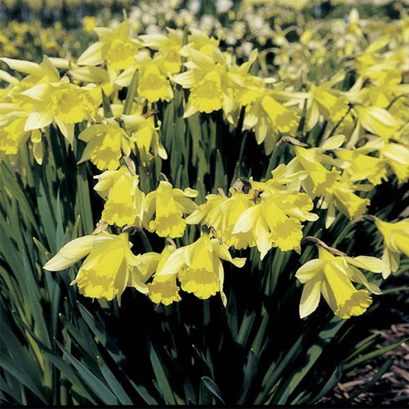 Narcissus pseudonarcissus (Hafen)