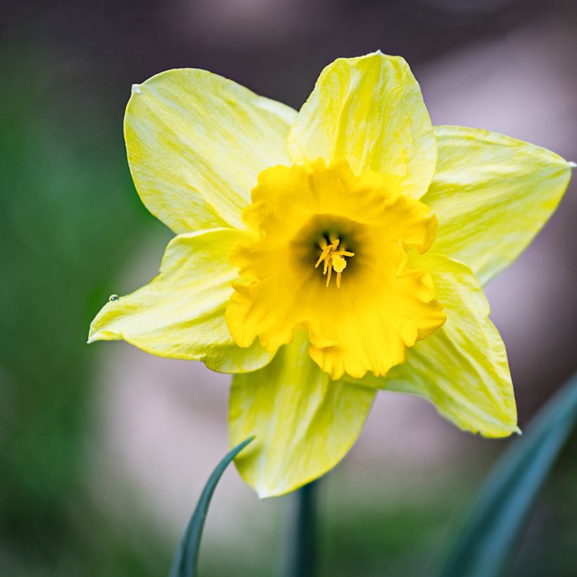 Narcissus pseudonarcissus (Blüte)