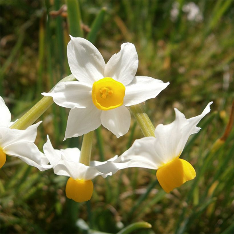 Narcissus tazetta Canaliculatus (Blüte)