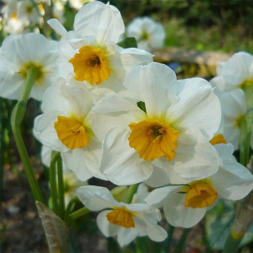 Narcissus tazetta Laurens Koster (Blüte)