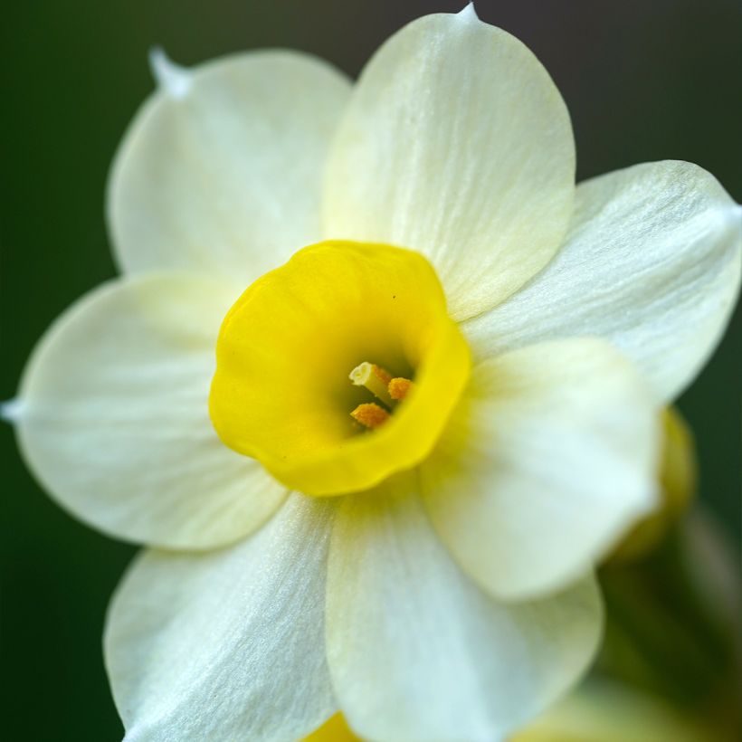 Narcissus Minnow (Blüte)