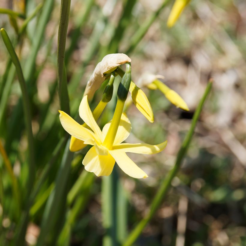 Narcissus Hawera (Blüte)