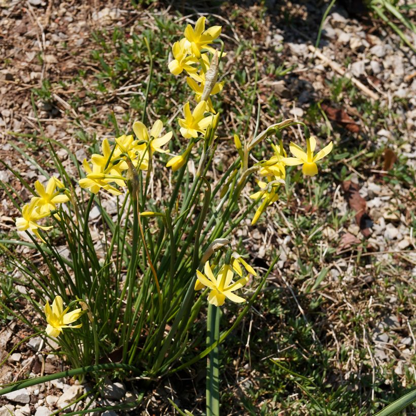 Narcissus Hawera (Hafen)