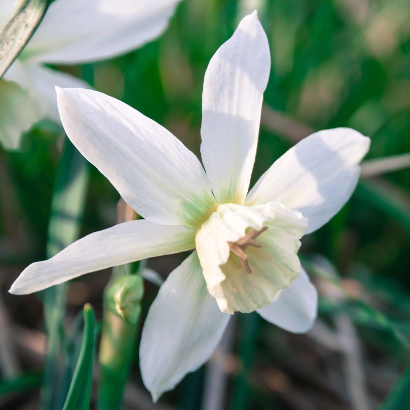 Narcissus Thalia (Blüte)