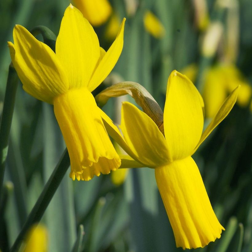 Narcissus cyclamineus Rapture (Blüte)