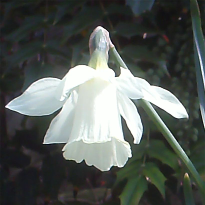 Narcissus pseudonarcissus moschatus (Blüte)