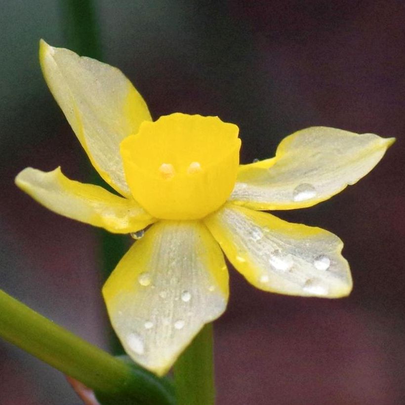 Narcissus New Baby (Blüte)