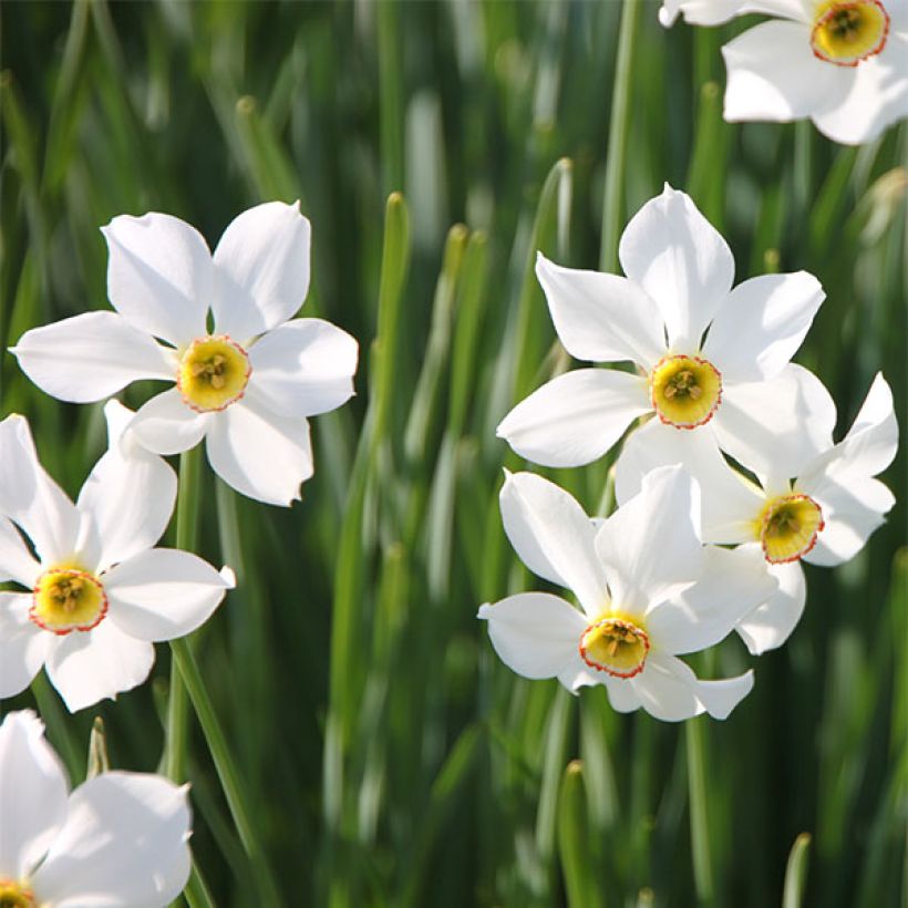 Narcissus poeticus recurvus (Blüte)