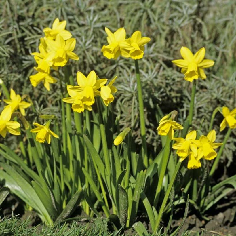 Narcissus cyclamineus Tête à Tête (Hafen)