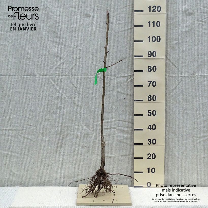 Exemplar von Nashi-Birne Hosui Bio - Pyrus pyrifolia wie im Winter geliefert