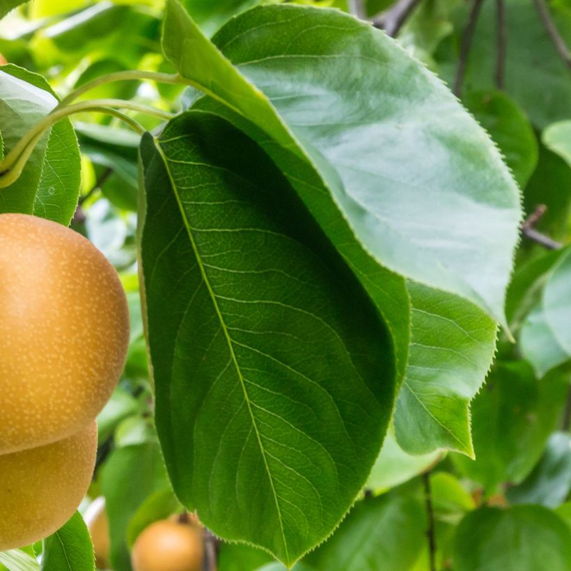 Nashi-Birne Niitaka - Pyrus pyrifolia (Laub)