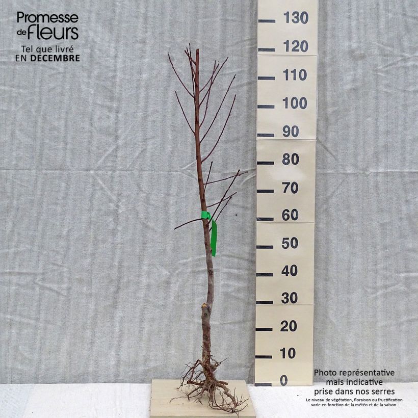 Exemplar von Nektarine Brugnon plat chair blanche Bio - Prunus persica var. nucipersica wie im Winter geliefert