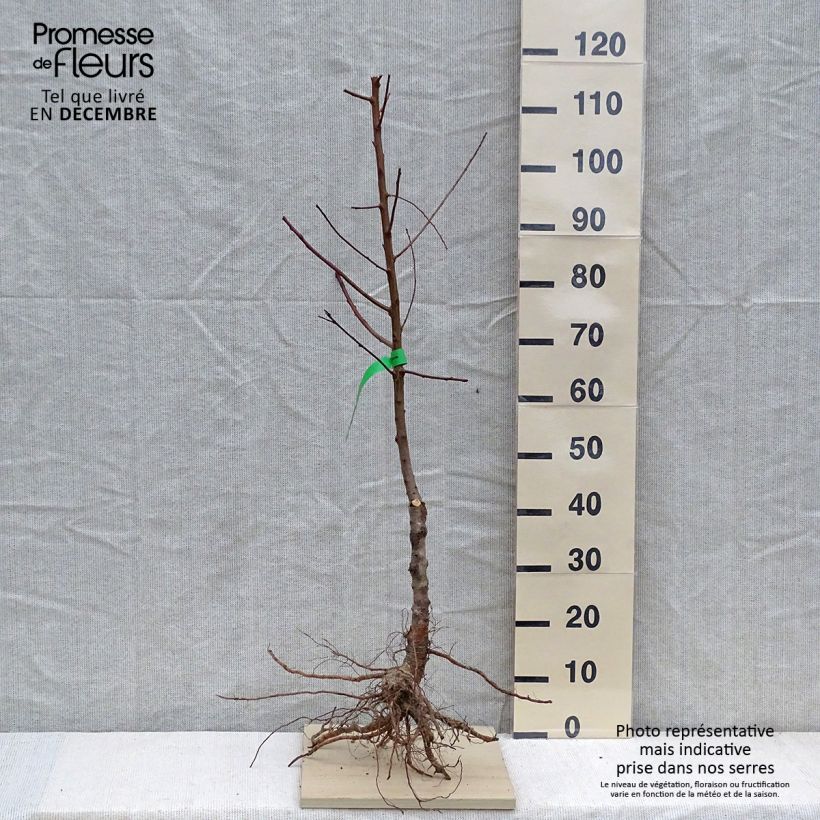 Exemplar von Nektarine Brugnon plat chair jaune Bio - Prunus persica var. nucipersica wie im Winter geliefert