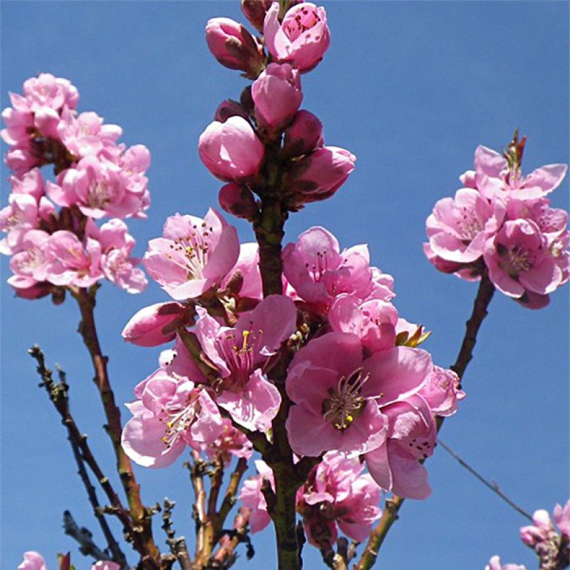 Nektarine Fantasia - Prunus persica var. nucipersica (Blüte)