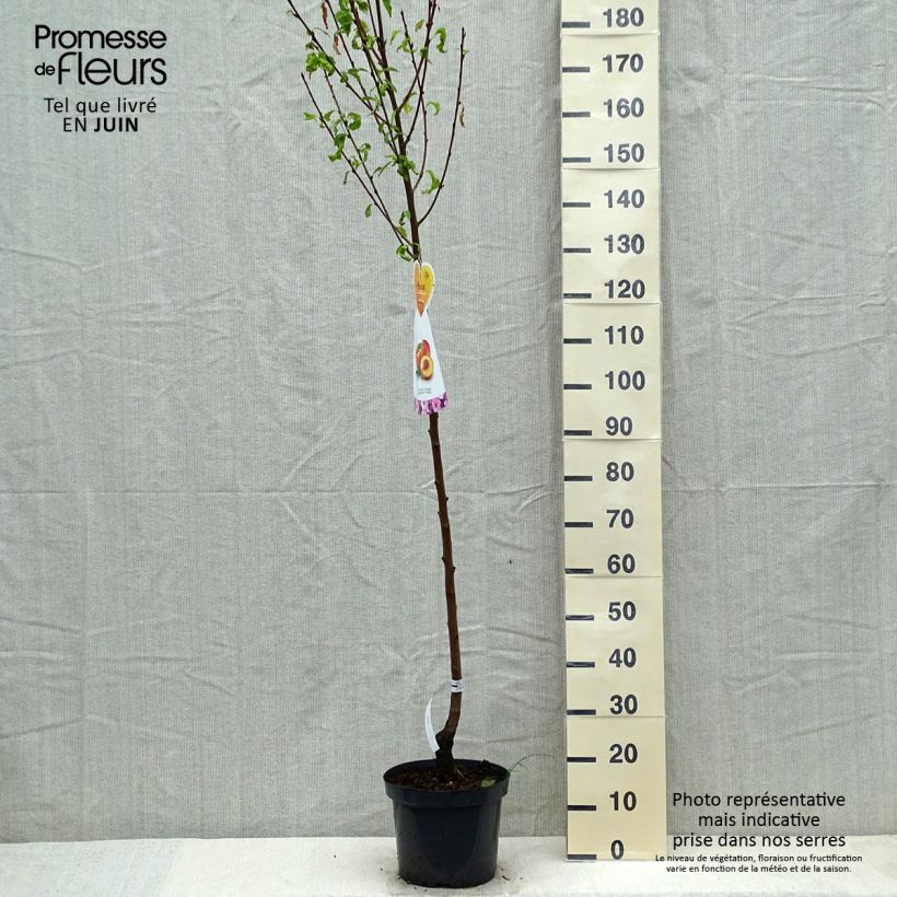 Exemplar von Nektarine Flavor Top - Prunus persica-nucipersica Topf mit 7,5L/10L, HalbstammGelieferte Höhe ca. 200/220cm wie im Frühjahr geliefert