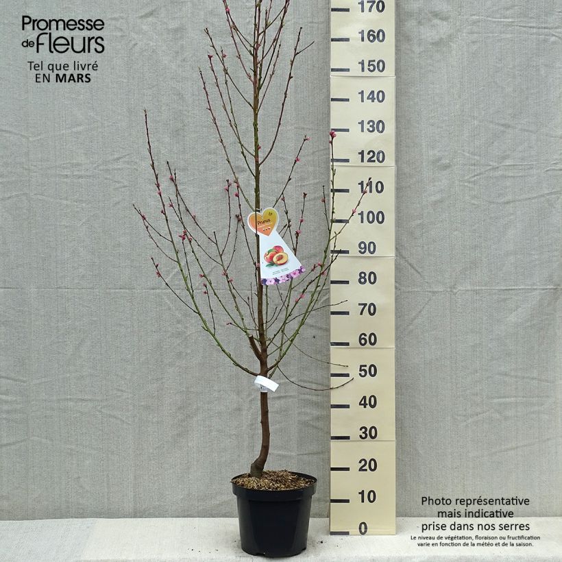 Exemplar von Nektarine Flavor Top - Prunus persica-nucipersica Topf mit 7,5L/10L, Gobelet-FormGelieferte Höhe ca. 140/160cm wie im Frühjahr geliefert