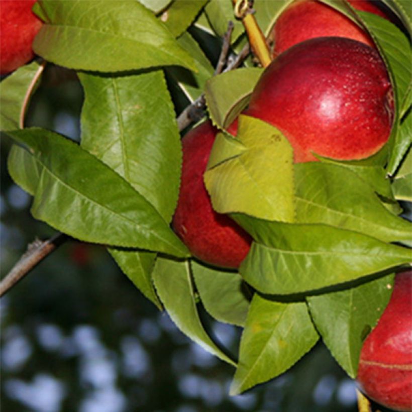 Nektarine Honey Muscat - Prunus persica (Laub)