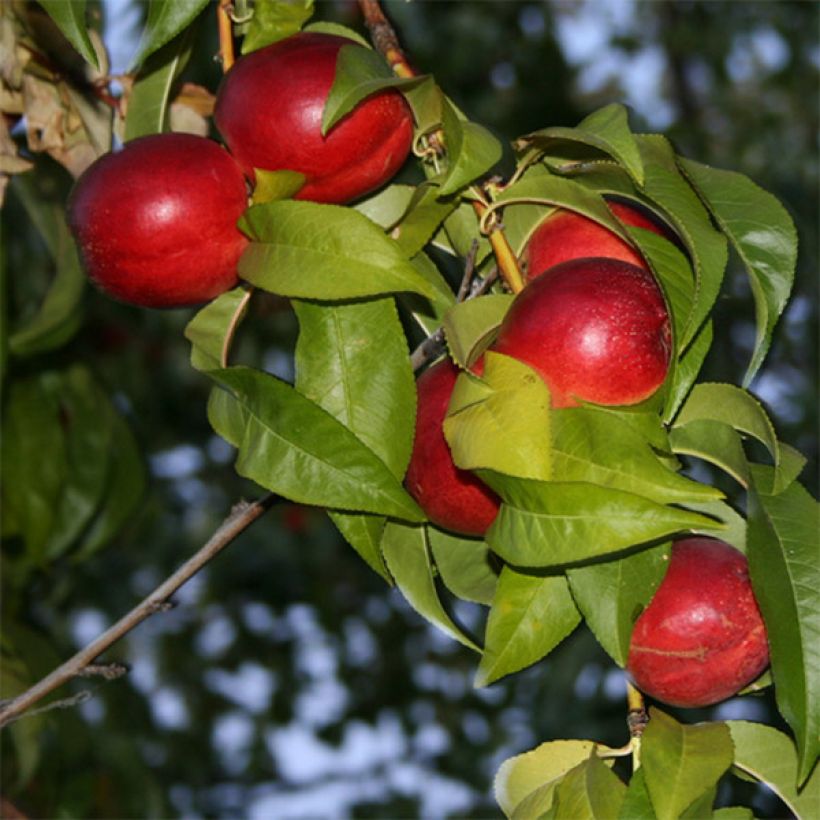 Nektarine Honey Muscat - Prunus persica (Blüte)