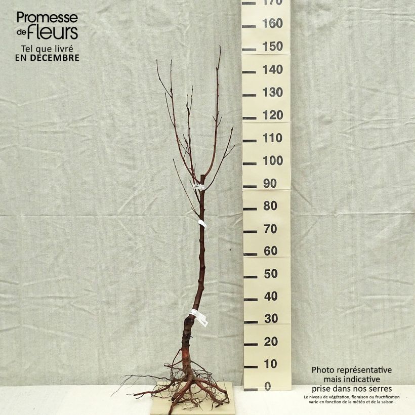 Exemplar von Nektarine Nectared 6 - Prunus persica nucipersica wie im Winter geliefert