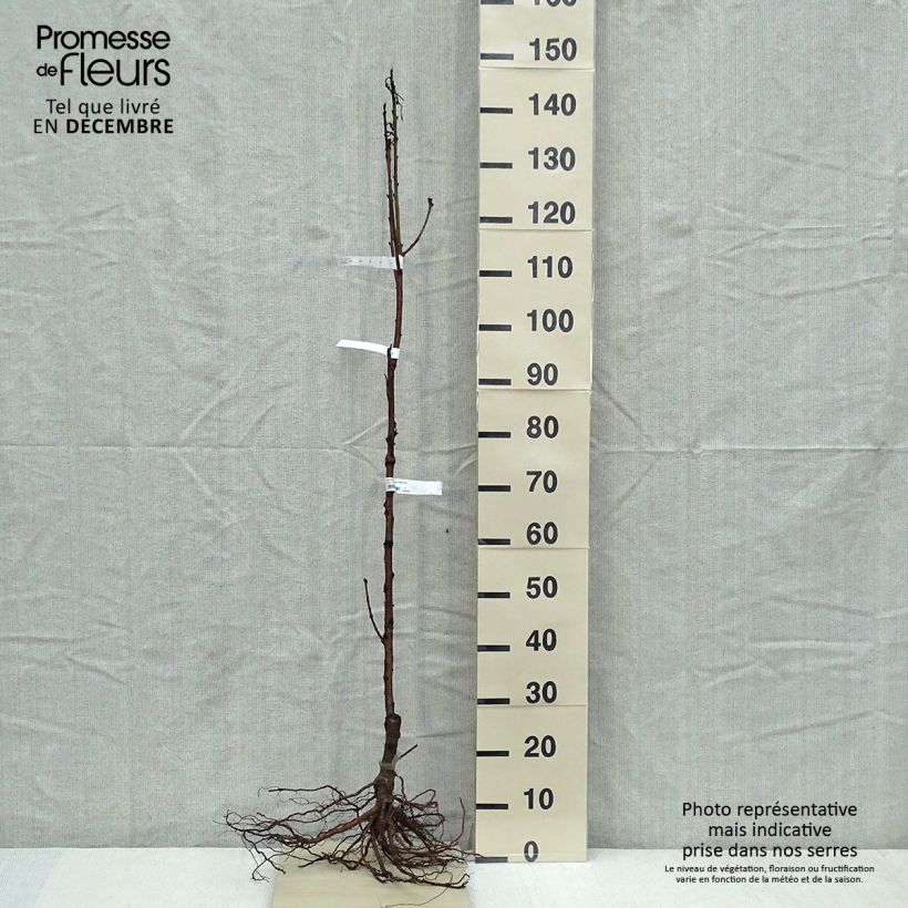 Exemplar von Nektarine Nectared 6 - Prunus persica nucipersica Wurzelnackt, Gobelet-FormGelieferte Höhe ca. 140/160cm wie im Winter geliefert