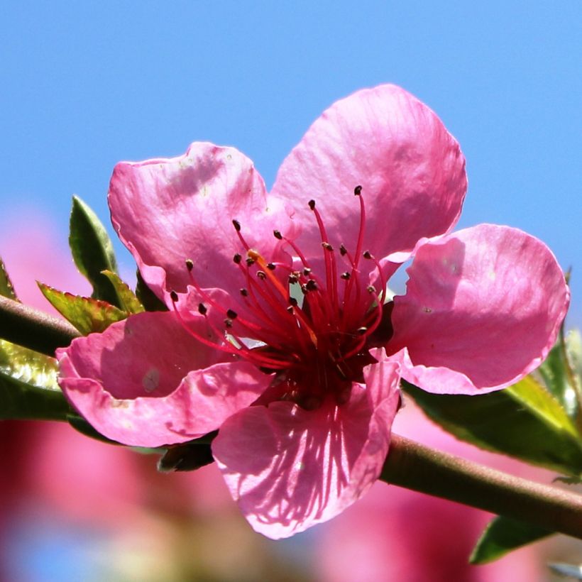 Nektarine Flavor Top - Prunus persica-nucipersica (Blüte)