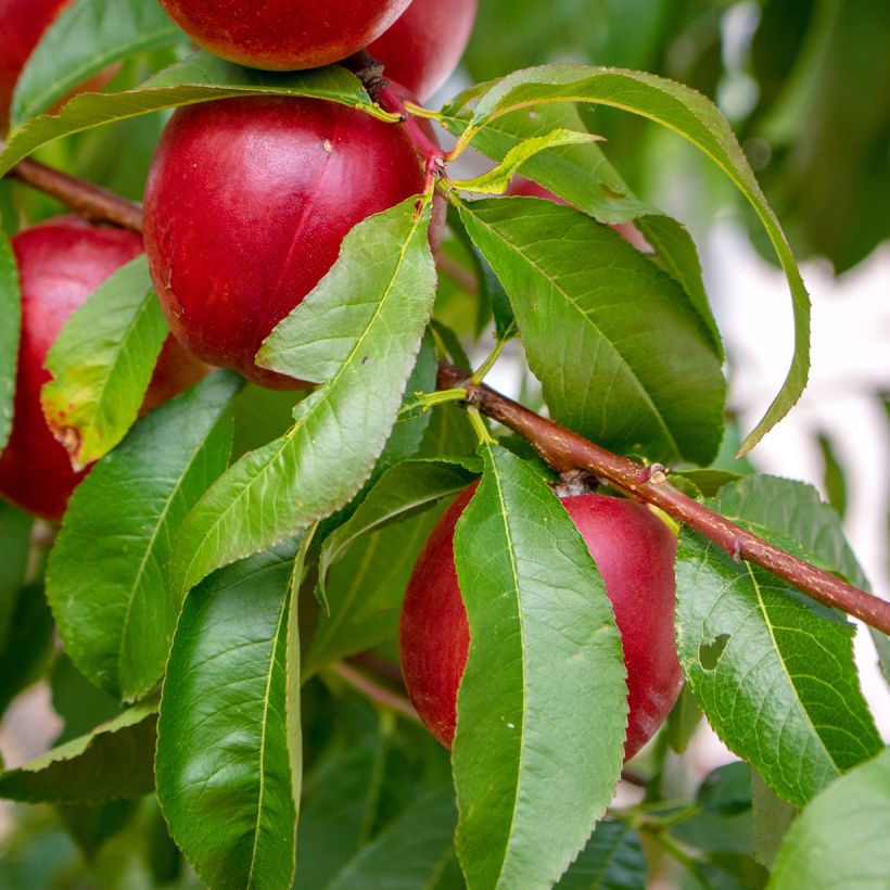 Nektarine Nectared 6 - Prunus persica nucipersica (Laub)