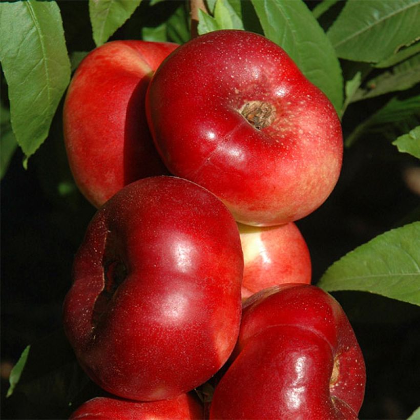 Nektarine Sauzee King - Prunus persica (Ernte)