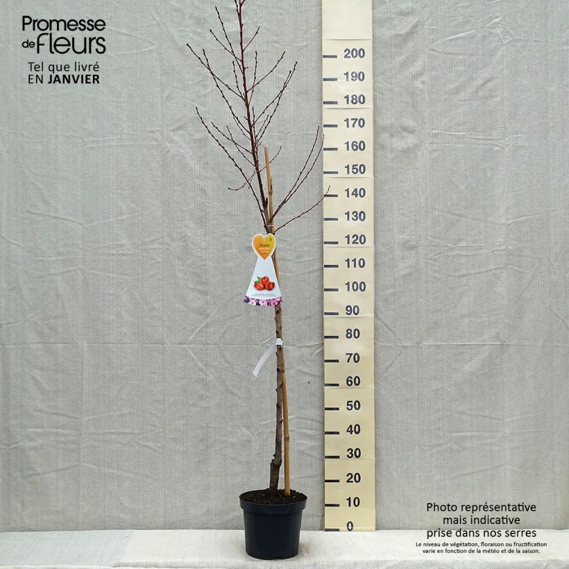 Exemplar von Nektarine Flateryna - Prunus persica-nucipersica wie im Winter geliefert