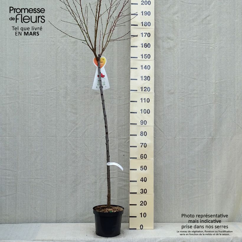 Exemplar von Nektarine Flateryna - Prunus persica-nucipersica Topf mit 7,5L/10L, HalbstammGelieferte Höhe ca. 200/220cm wie im Frühjahr geliefert