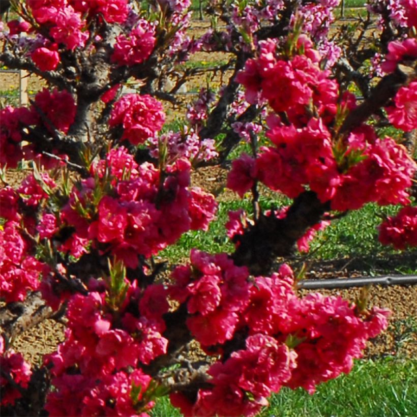 Nektarine Garden Beauty - Prunus persica (Blüte)