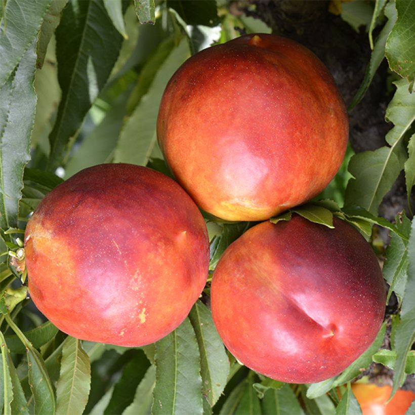 Nektarine Garden Beauty - Prunus persica (Ernte)