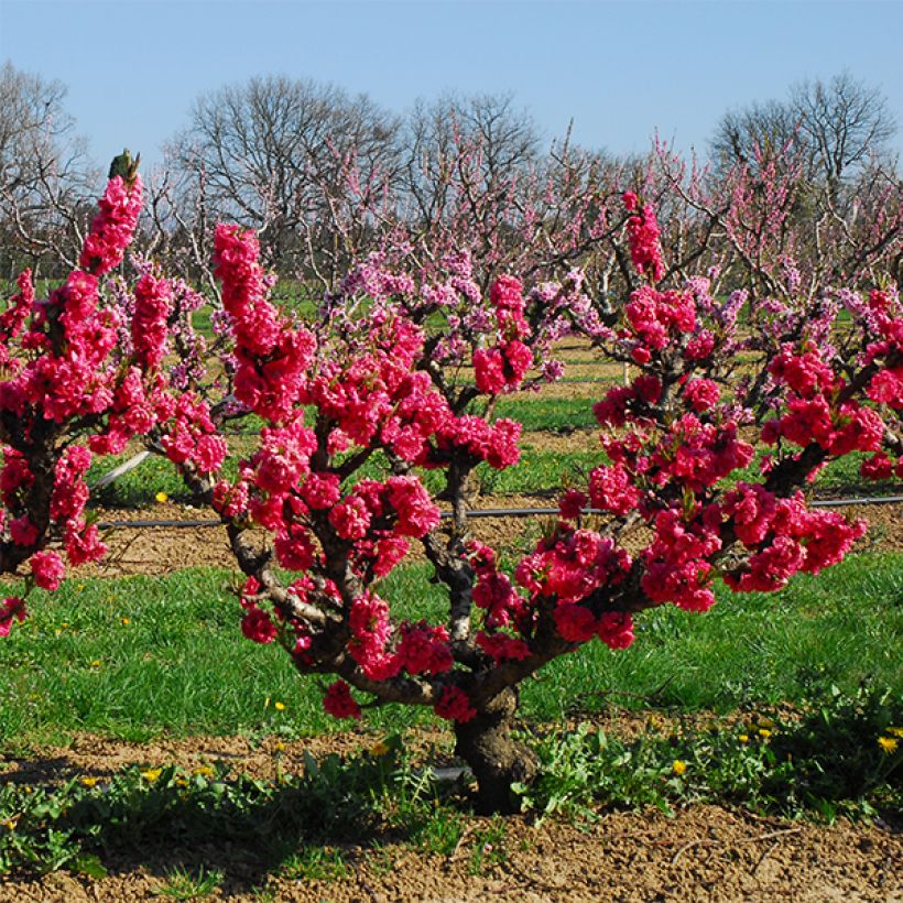 Nektarine Garden Beauty - Prunus persica (Hafen)