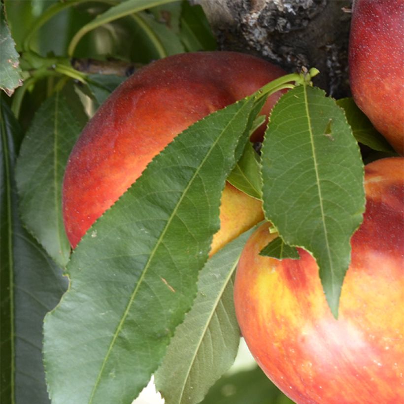 Zwerg-Nektarine Rubis Necta Zee - Prunus persica (Laub)