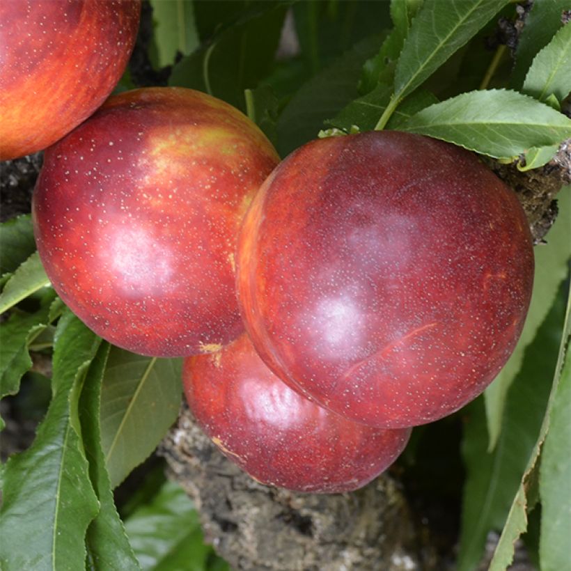 Zwerg-Nektarine Rubis Necta Zee - Prunus persica (Ernte)