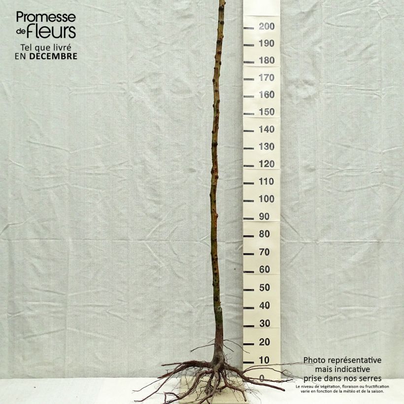 Exemplar von Néflier - Mespilus germanica en racines nues haute tige wie im Winter geliefert