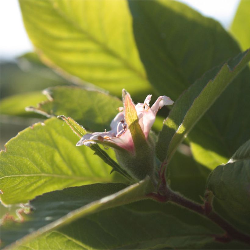 Echte Mispel Westerveld - Mespilus germanica (Blüte)