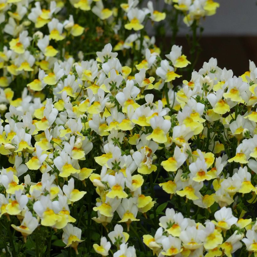 Nemesia Fairy Kisses Citrine (Blüte)